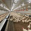Duramax Poultry Wall Panels Are Available At Factory-direct Prices