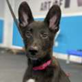 Dog Boarding Westchester County NY