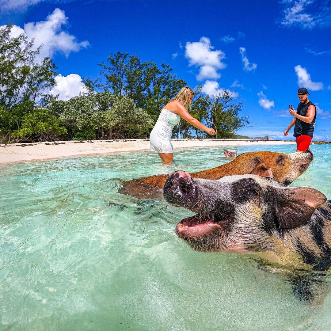 Bahamas, Travel, Enjoy Exotic Island Journeys Swimming Pigs Boat Excursion In Bahamas