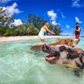 Enjoy Exotic Island Journeys Swimming Pigs Boat Excursion In Bahamas