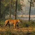 Jim Corbett Jungle Safari Package
