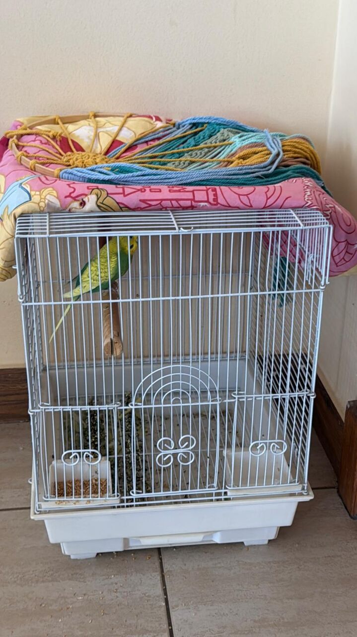Tubli, Pet Supplies, BHD 10,  Budgie Love Bird, Green Color With Cage