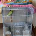 BHD 10,  Budgie Love Bird, Green Color With Cage