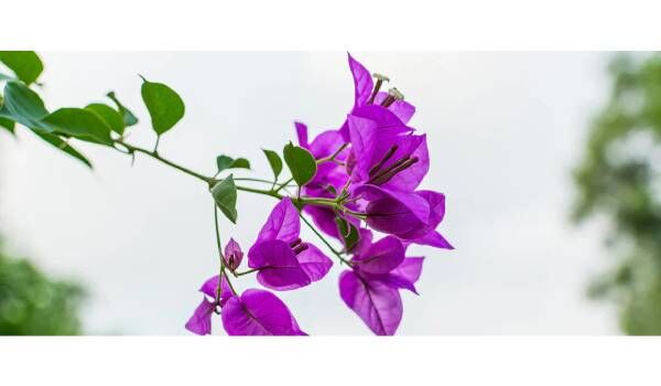 New York, Appliances, USD 75,  Growing Bougainvillea In South Florida &mdash; Full Guide