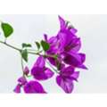 USD 75,  Growing Bougainvillea In South Florida &mdash; Full Guide