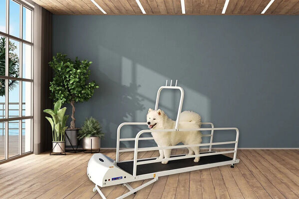 New York, Business, GoPet PetRun PR 725E Large Dog Treadmill | Electric Running Machine