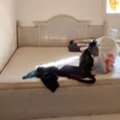 SAR 500,  King Bed Size