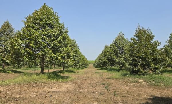 Bangkok, Real Estate For Sale, THB 1500000,  6 BR,  2274 Sq. Feet,  Empty Land For Sale 5-2-74 Rai With Durian Orchard, Klaeng District, Rayong Province.