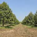 THB 1500000,  6 BR,  2274 Sq. Feet,  Empty Land For Sale 5-2-74 Rai With Durian Orchard, Klaeng District, Rayong Province.