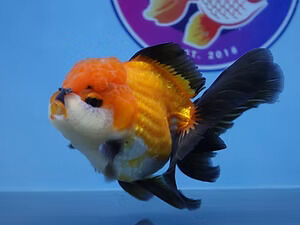 Austin, Pet Supplies, High Quality Fancy Goldfish
