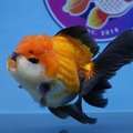 High Quality Fancy Goldfish