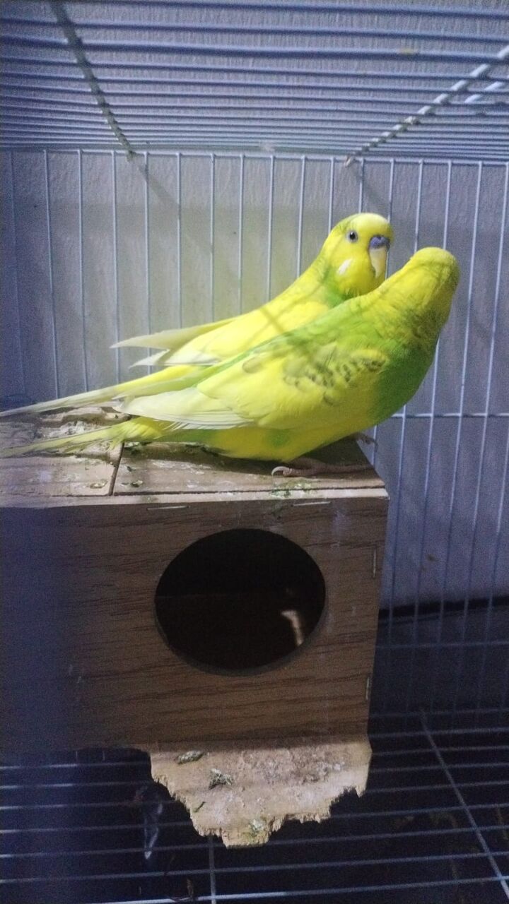 Al Malaz, Pet Supplies, SAR 250,  Australian Parrot Budgies Pair