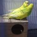 SAR 250, Australian Parrot Budgies Pair
