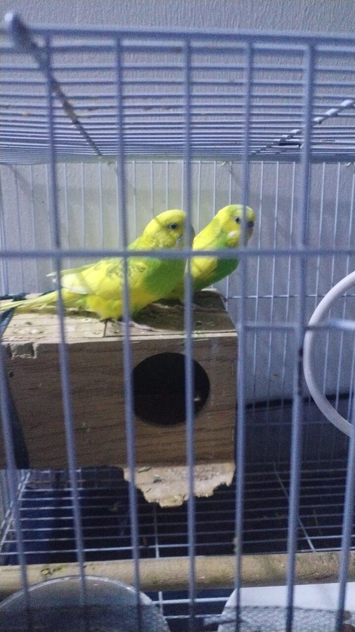 Al Malaz, Pet Supplies, SAR 250,  Australian Parrot Budgies Pair