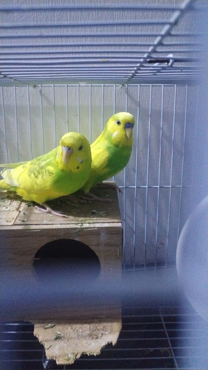 Al Malaz, Pet Supplies, SAR 250,  Australian Parrot Budgies Pair