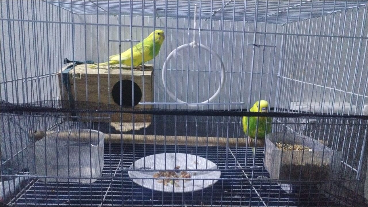 Al Malaz, Pet Supplies, SAR 250,  Australian Parrot Budgies Pair
