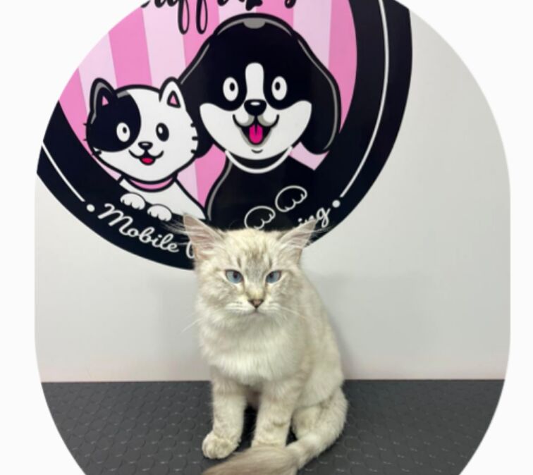 Dubai, Construction, Mobile Pet Grooming In Dubai, Sharjah And Ajman