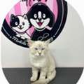 Mobile Pet Grooming In Dubai, Sharjah And Ajman
