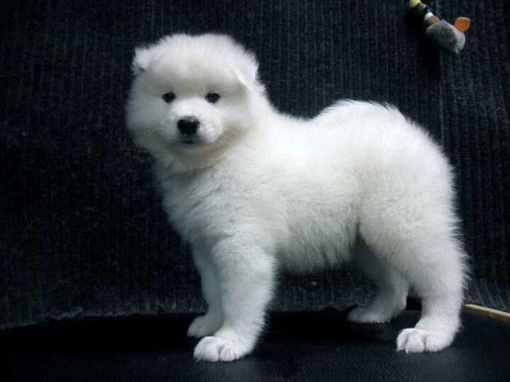 New York, Pet Supplies, Healthy Samoyed Puppies Available In Illinois