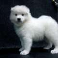 Healthy Samoyed Puppies Available In Illinois