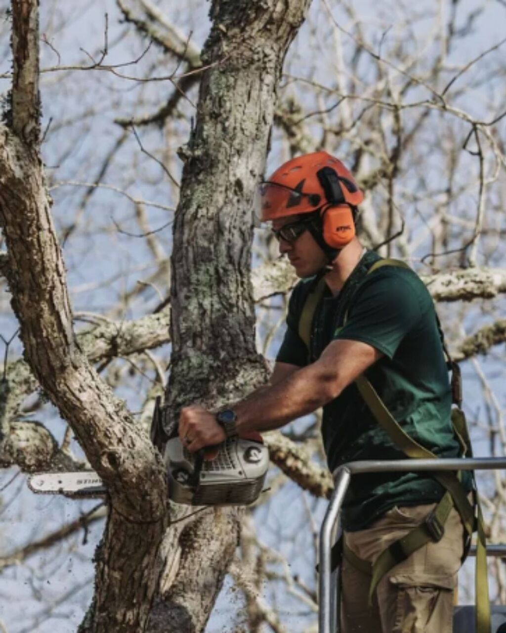 New York, Business, Tree Removal Near Me