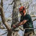 Tree Removal Near Me