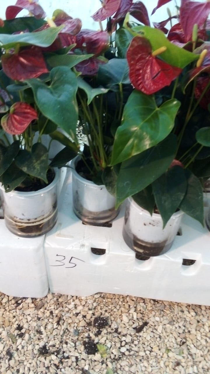 Riyadh, Farm & Garden, SAR 35,  Flowers,Indoor&Outdoor Plants Are Available In Riyadh With Delivery-0551298565