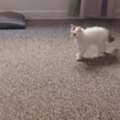 SAR 150, Kitten - Turkish Angora 3 - 4 Months