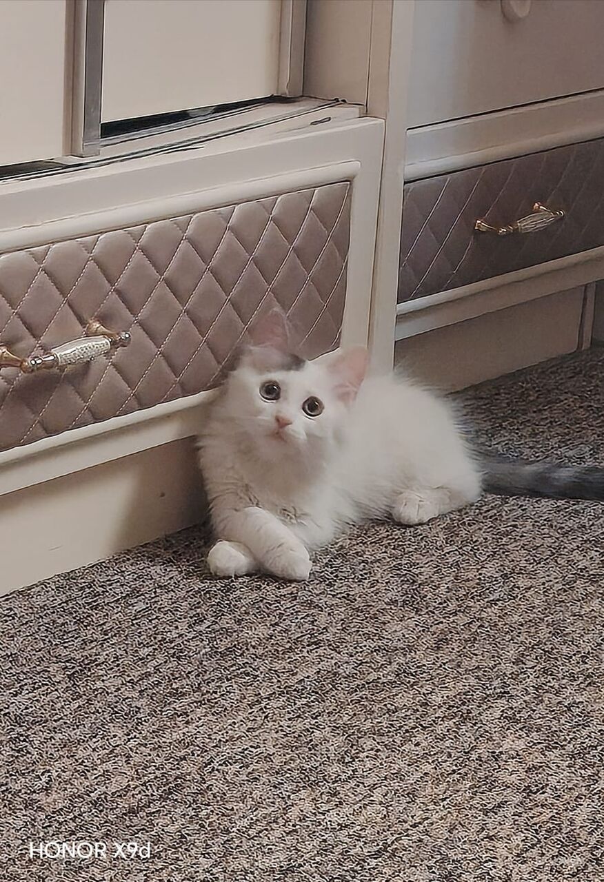 Jeddah, Pet Supplies, SAR 150,  Kitten - Turkish Angora 3 - 4 Months