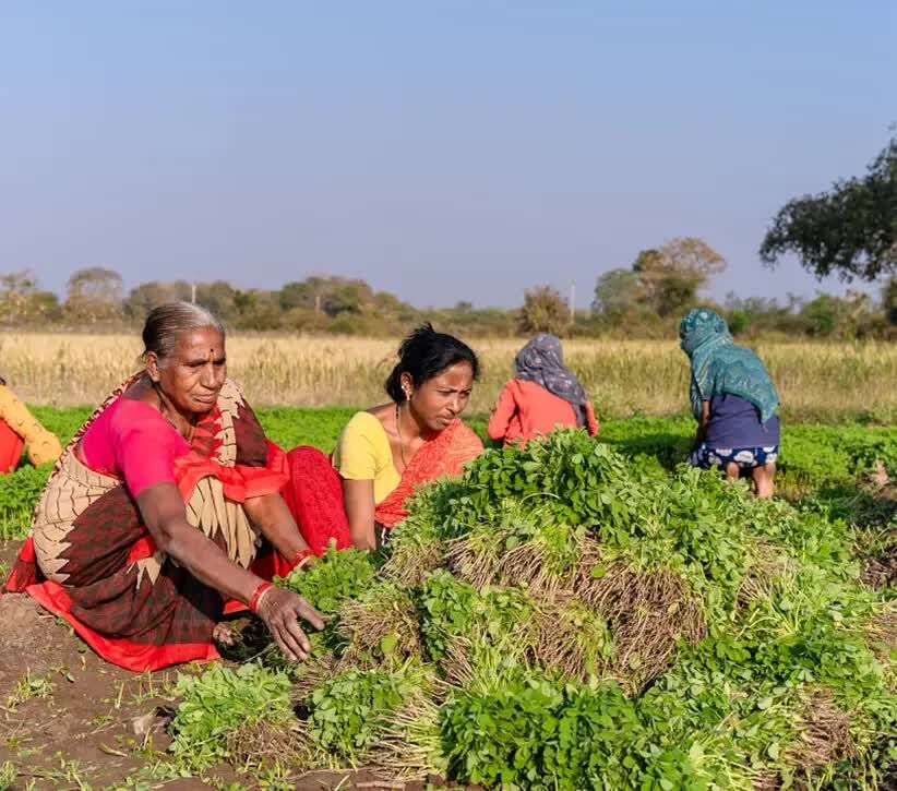 Noida, Food & Drink, Millet Wholesalers Near Me | Premium Bulk Millet Supply