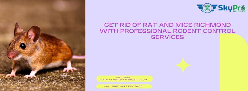 London, Pest Control, Get Rid Of Rat And Mice Richmond | Professional Rodent Control Services