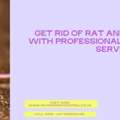 Get Rid Of Rat And Mice Richmond | Professional Rodent Control Services