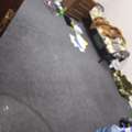 SAR 300/month,  Offering Of Bed In A Room