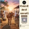 Gau Daan Online