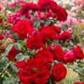 USD 53,  Buy Dublin Bay | Heirloom