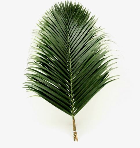 New York, Household, Buy Fresh Palm Leaves For Churches And Events