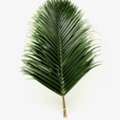 Buy Fresh Palm Leaves For Churches And Events