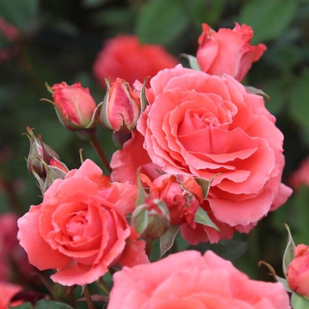 New York, Farm & Garden, USD 53,  America Climbing Rose
