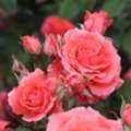 USD 53,  America Climbing Rose