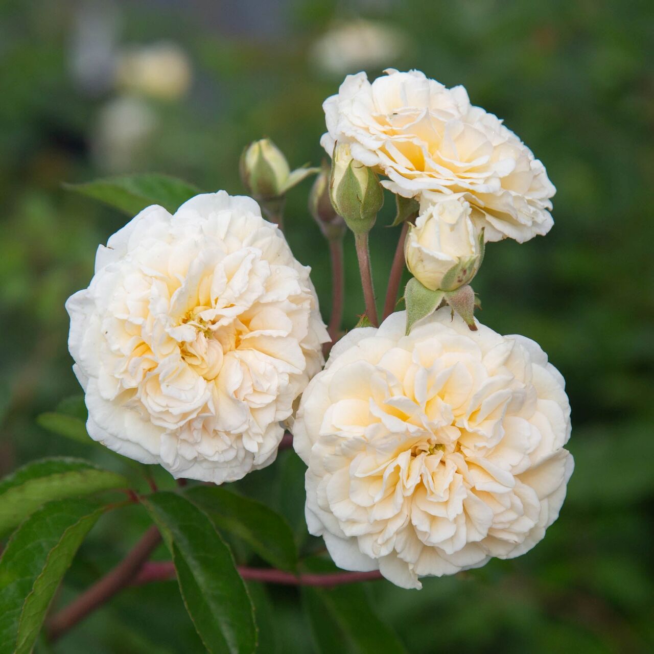 New York, Farm & Garden, USD 53,  Wedding Garland Climbing Rose