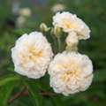USD 53,  Wedding Garland Climbing Rose