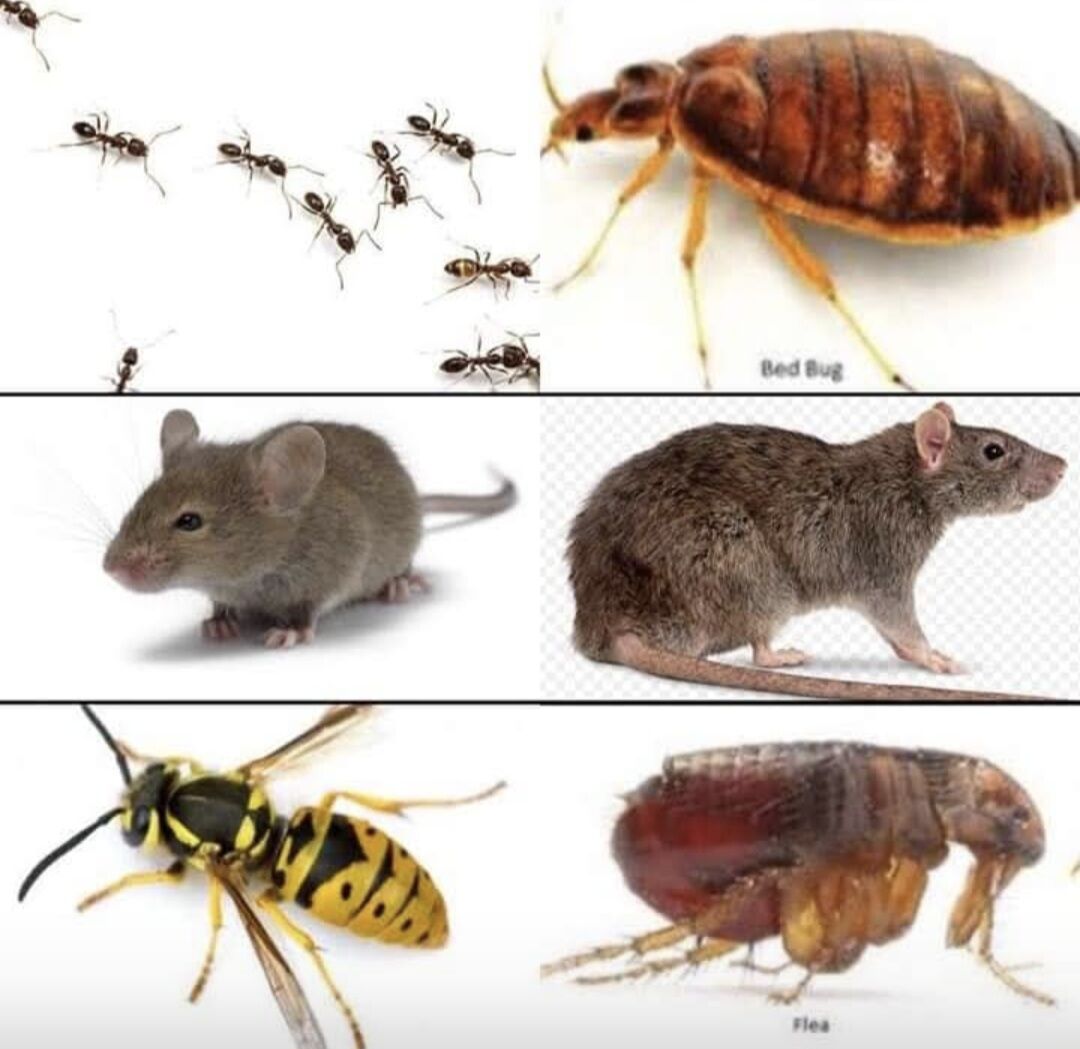 Riyadh, Pest Control, 🔥1🔥 PAK  PEST CONTROL SERVICES ⭐️ RIYADH⭐️  Protect Your Home & Business 0556638327