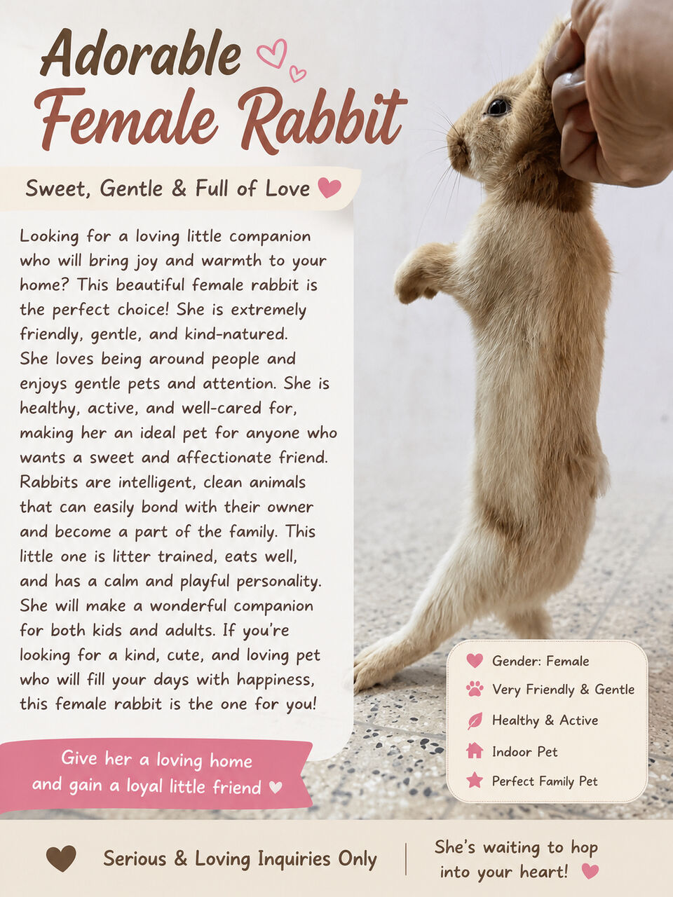 Al Malaz, Pet Supplies, SAR 50,  🐰 Friendly Female Rabbit For Sale – SAR 50 🐰