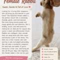 SAR 50,  🐰 Friendly Female Rabbit For Sale – SAR 50 🐰