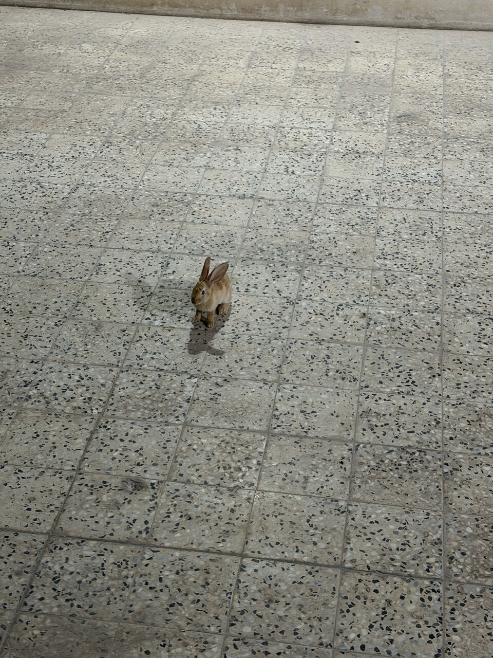 Al Malaz, Pet Supplies, SAR 50,  🐰 Friendly Female Rabbit For Sale – SAR 50 🐰