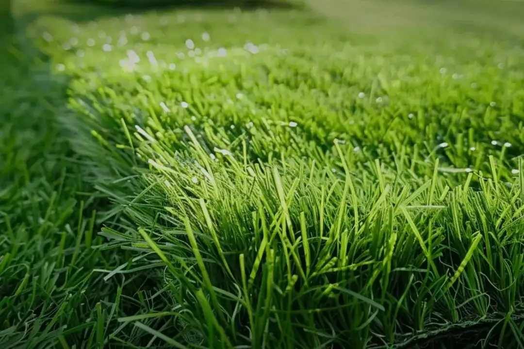 Sydney, Business, High-Performance Synthetic Grass For Football Fields