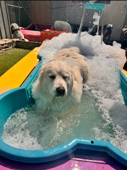 New York, Pet Sitting, How Do Groomers Deal With Matted Dog Hair?