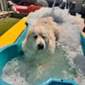 How Do Groomers Deal With Matted Dog Hair?
