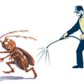 Affordable Pest Control Company In Abu Dhabi | Star Way Pest Control