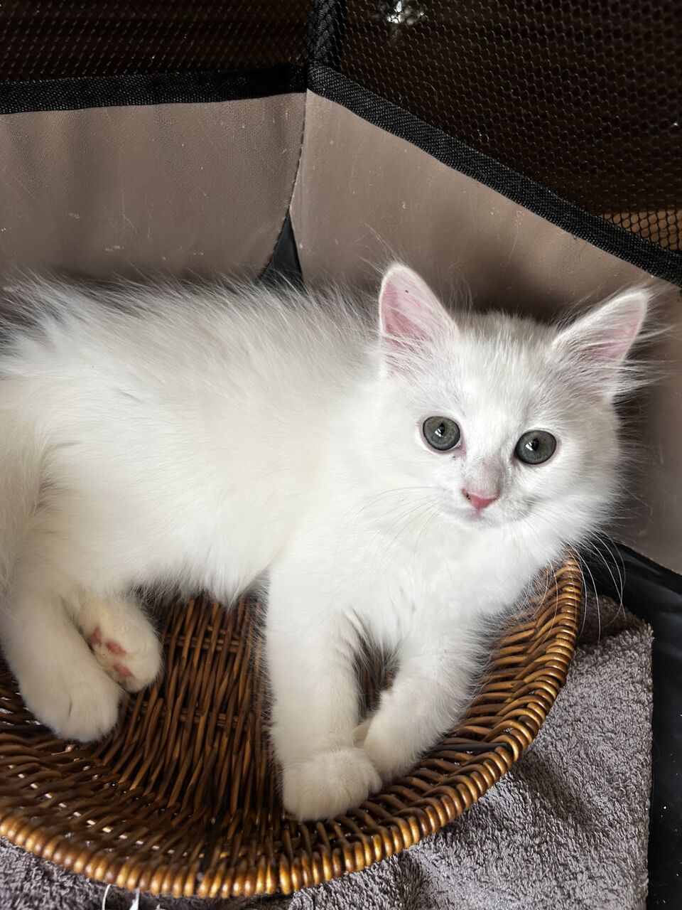 Riyadh, Pet Adoption, 2 Adorable Kittens For Adoption (Must Go Together)